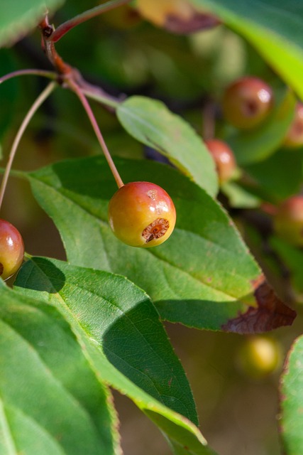 德国队长积 德国队长积