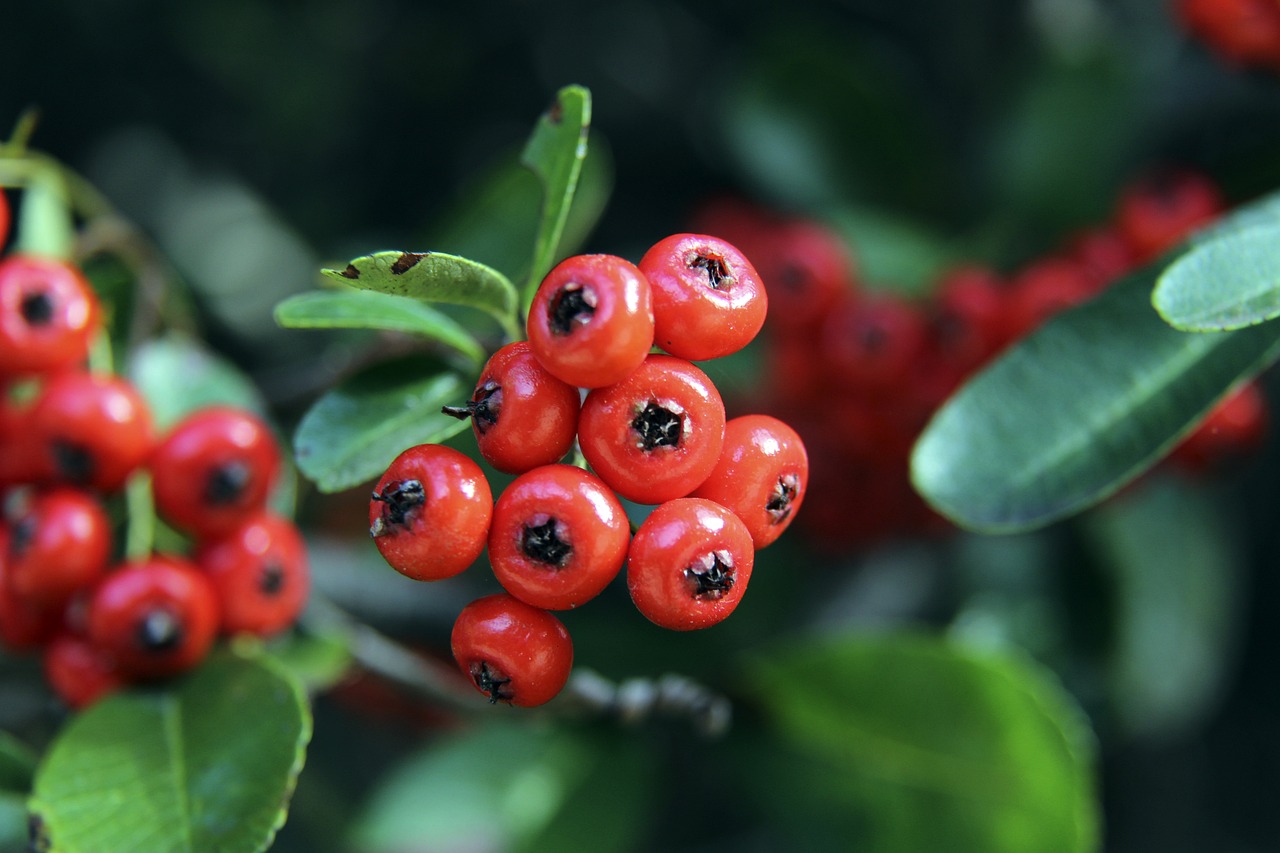 年的羅納爾 年的羅納爾